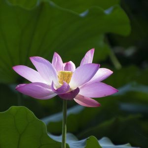Purple lotus flower plant in a river