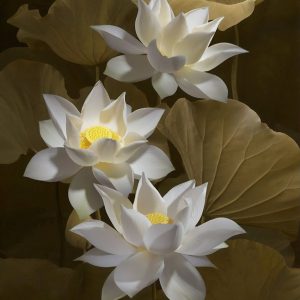 White lotus flowers with a yellow center