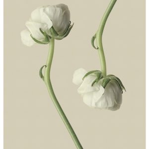 Two white buttercup flowers, one upwards and one downwards