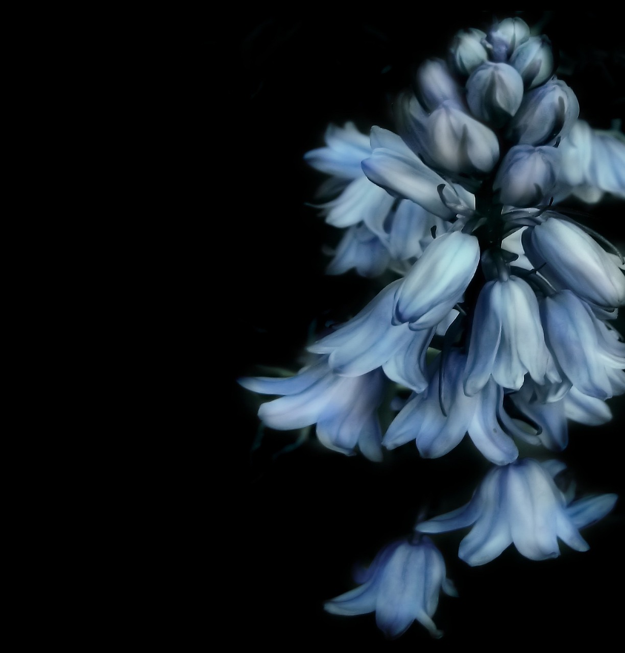 Drooping blue bells flower