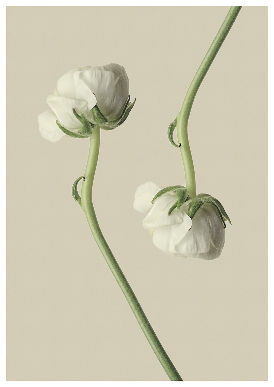 Two white buttercup flowers, one upwards and one downwards